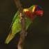 /album/lori-ozdobny-ornate-lory/lori-ozdobny-4-jpg/